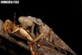 /album/fotogalerie-mantis-from-habitat2/rhombodera-fusca-1-jpg/